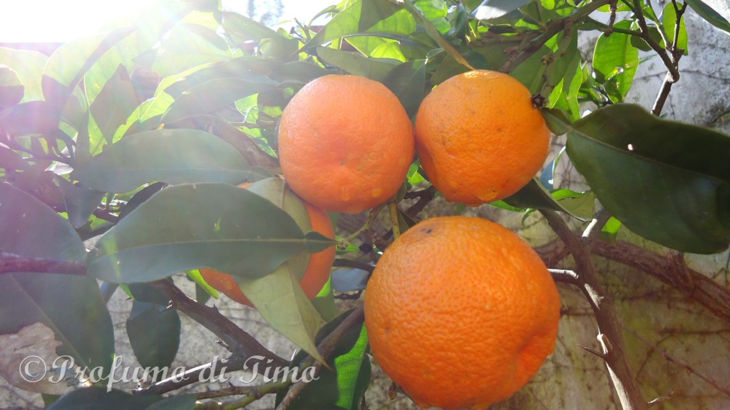 arance di Toscana (7)