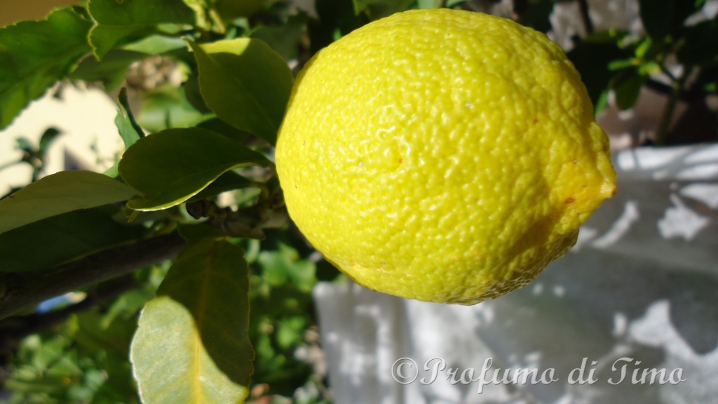 limoni (3)