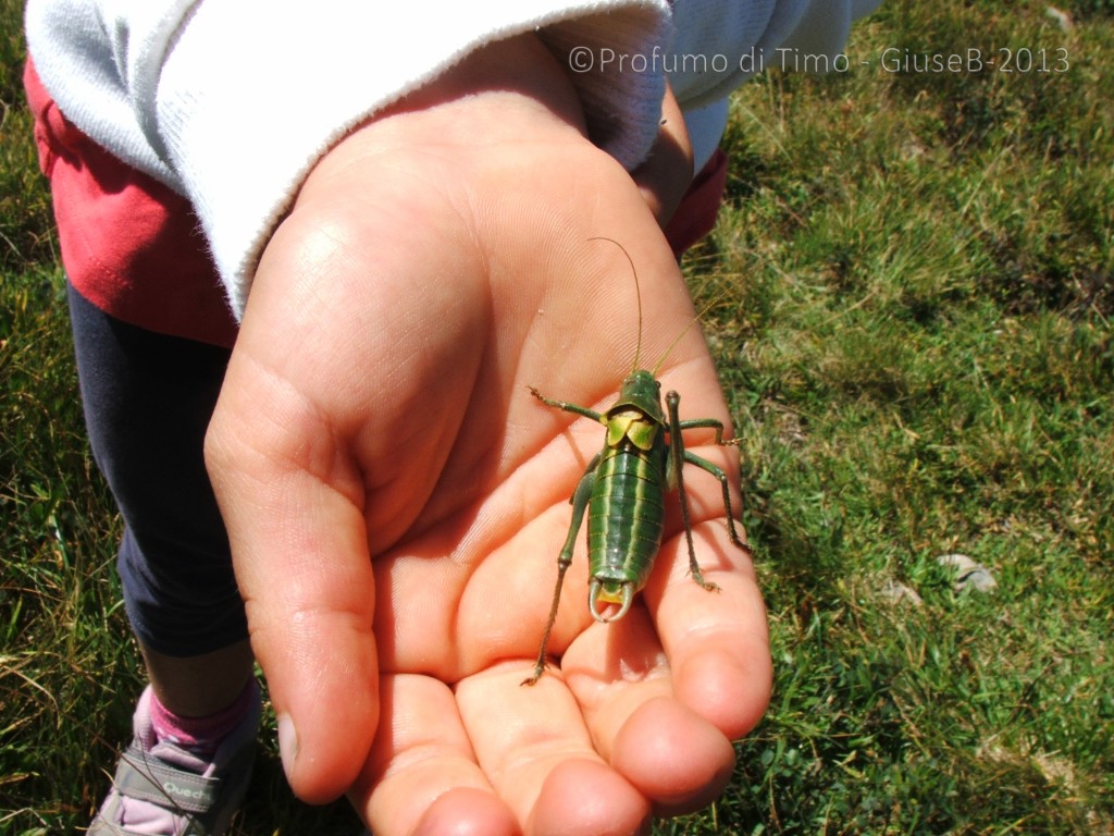 piccoli tesori