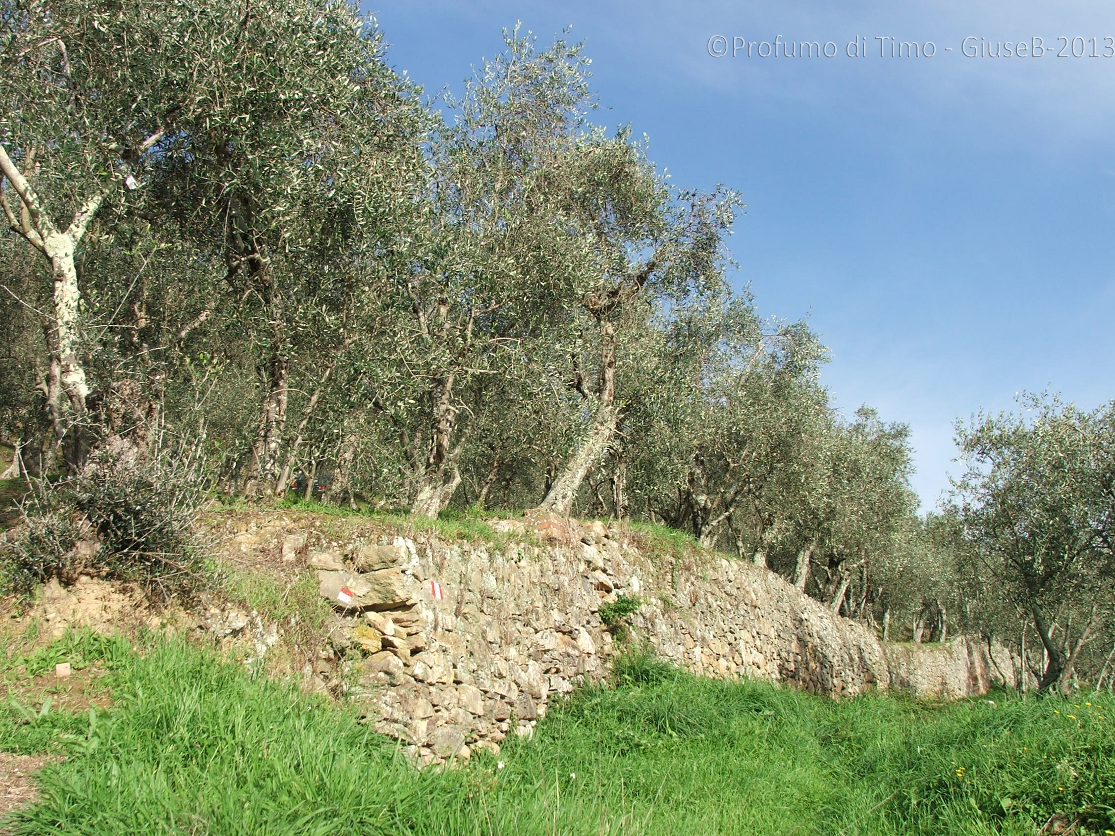 Oliveti terrazzati a Buti