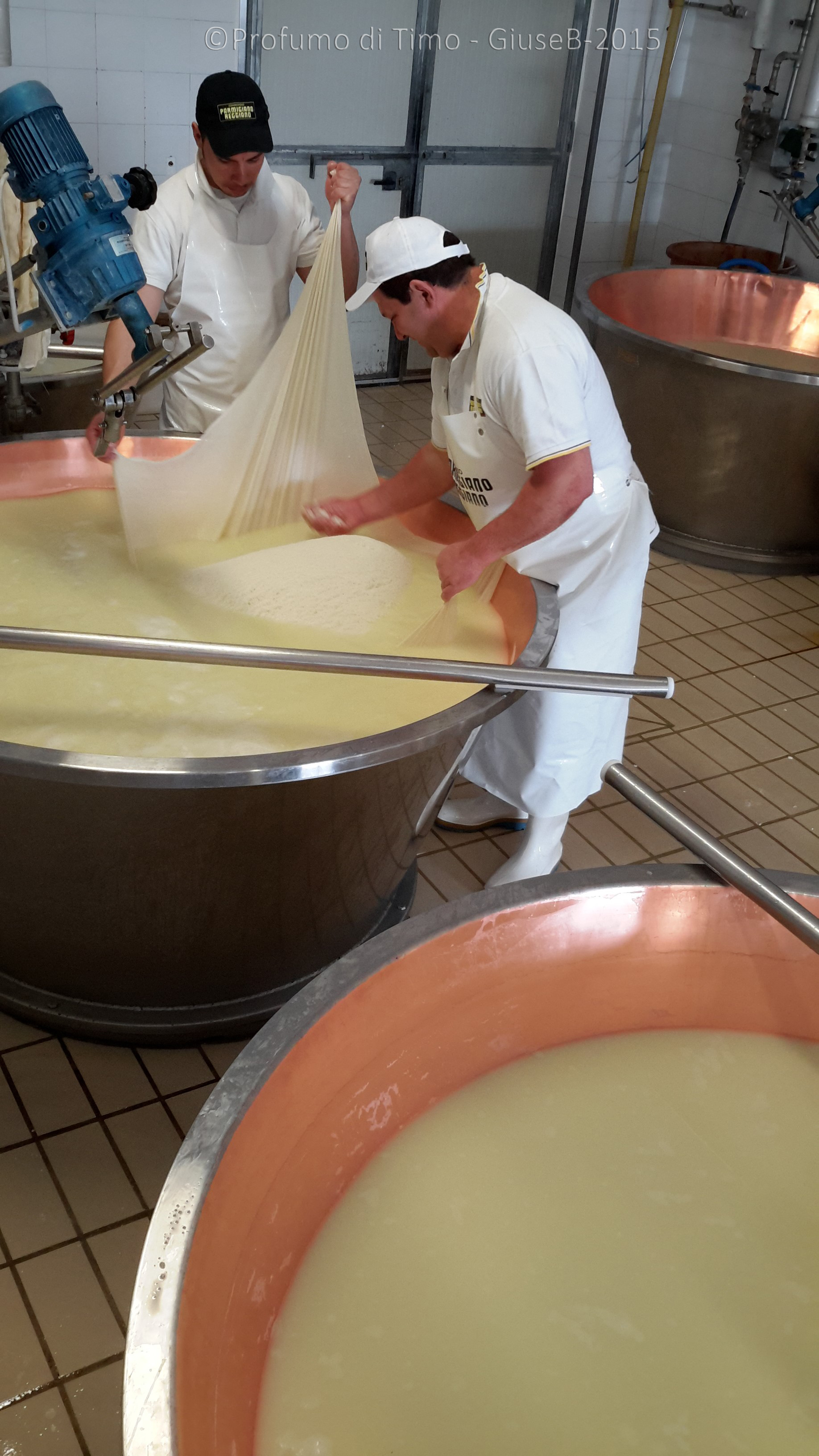 Parmigiano Reggiano Caseificio Sociale Coduro  messa in forma