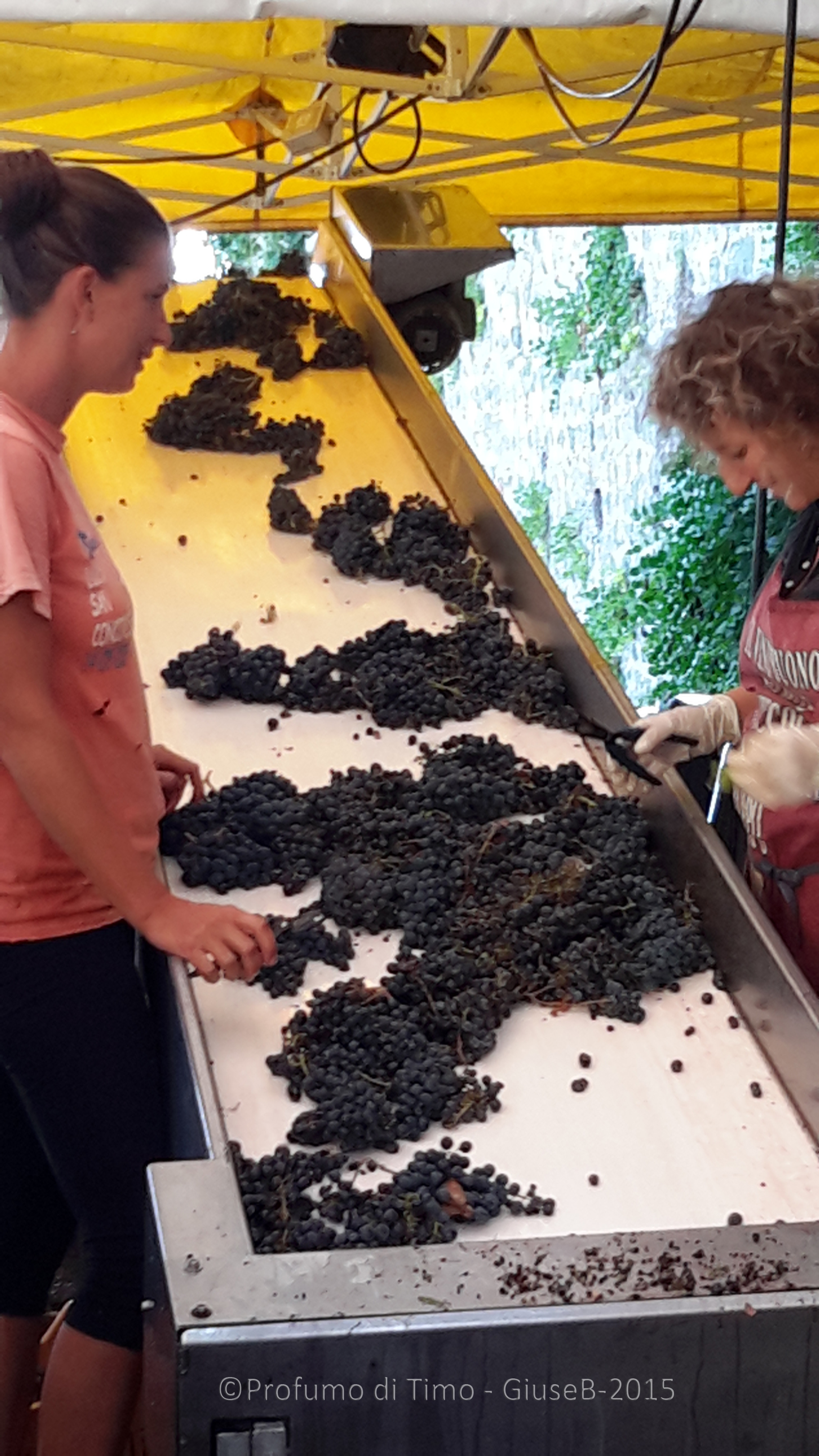 Vendemmia 2015 a Valgiano selezione grappoli