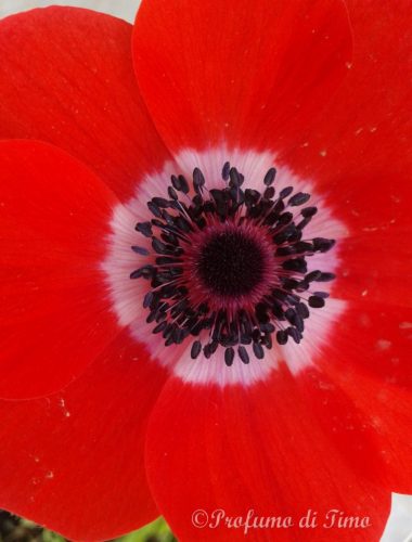 Red Flower